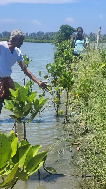 Mangrove saplings at the water's edge during the walk