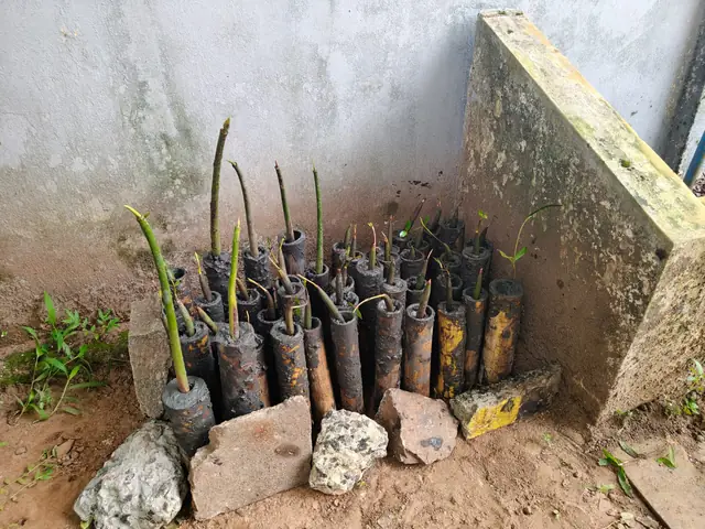 Mangrove saplings raised for planting