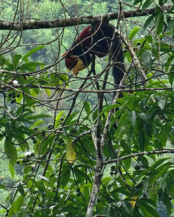 Natural habitat identified for enhancement