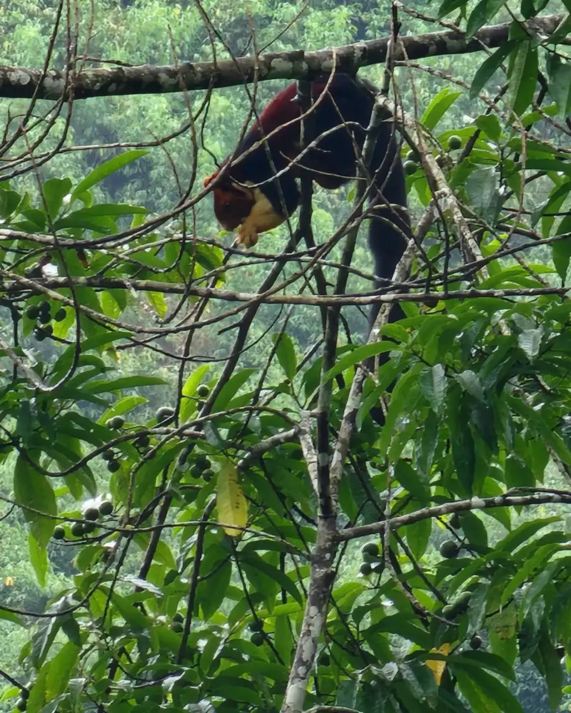 Restored natural habitat surveyed by Nisarg Setu