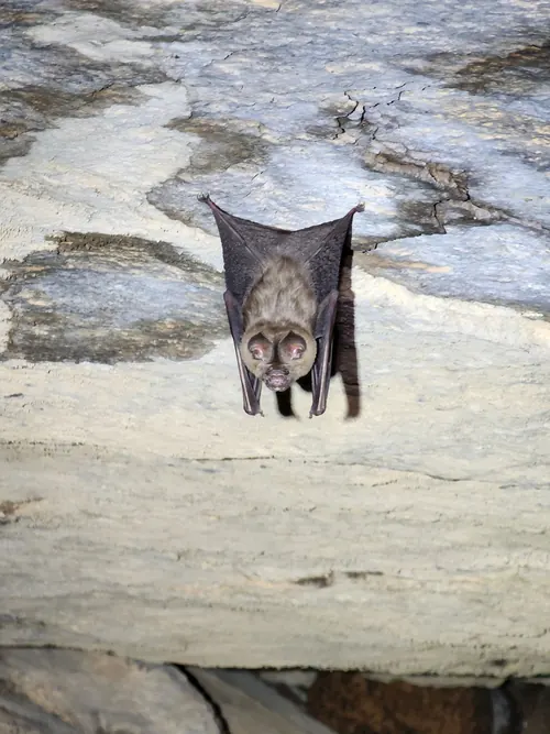 Bat recorded during a biodiversity survey